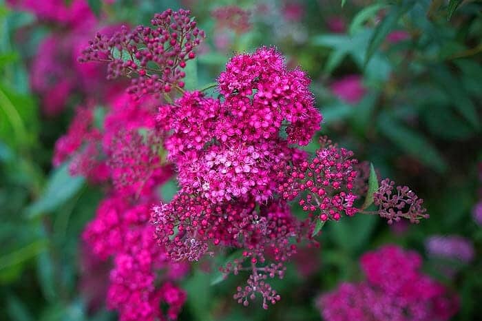 Pink Alyssum Flowers