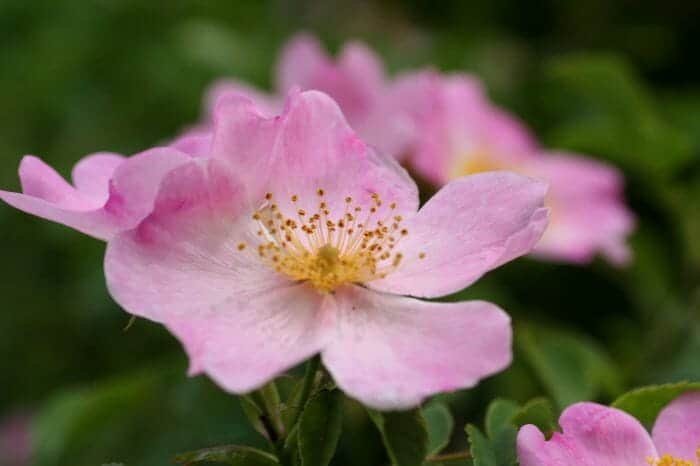 Pink Sweet Briar Flower