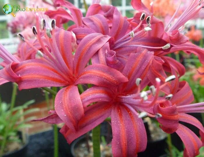 Pink Tinsel Lilies Pink Tinsel Lilies