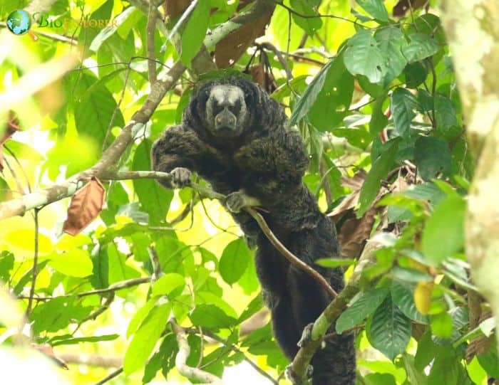 Pithecia Napensis Pithecia Napensis