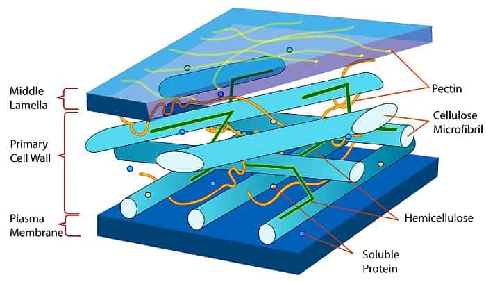 Plant Cell Composition