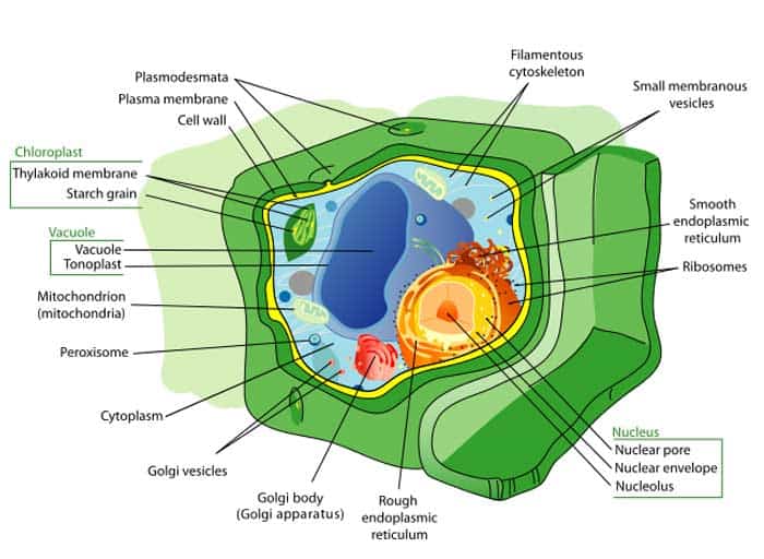 plant cell organelles