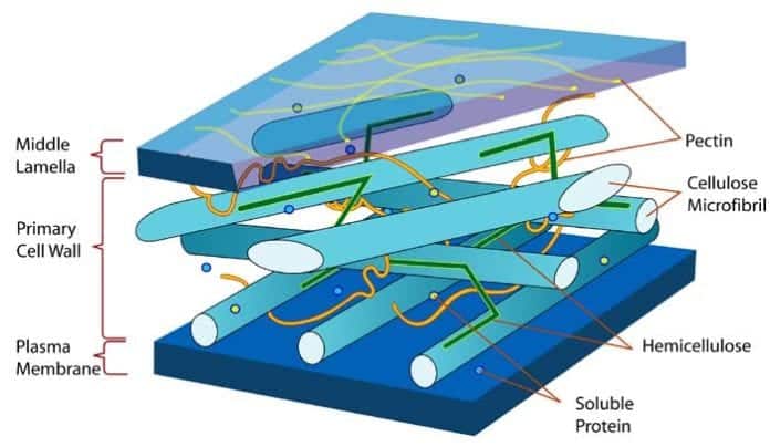 Plant Cell Wall Plant Cell Wall