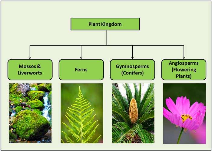 types of plants presentation