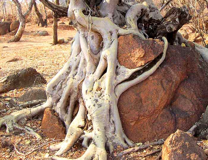 Raízes de plantas Cracking Rocks