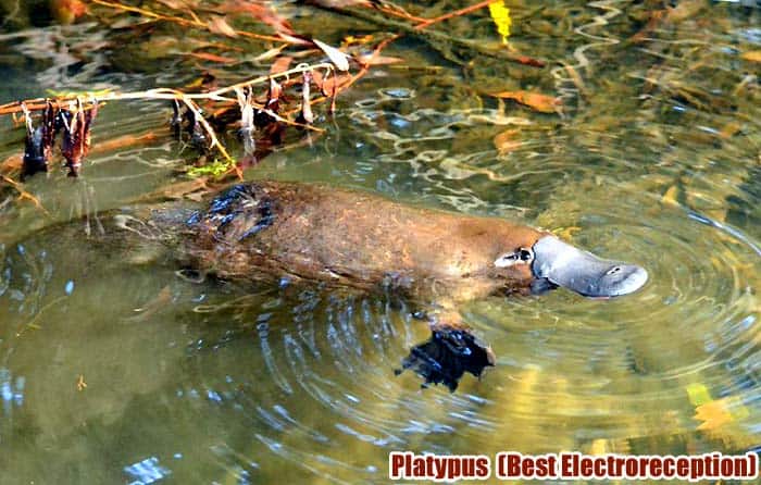 Top 11 Animals With Best Sensors (See, Hear, Smell, Taste & Feel) Top 11 Animals With Best Sensors (See, Hear, Smell, Taste & Feel)