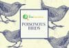 Poisonous Birds