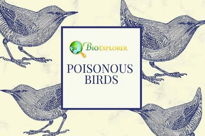 Poisonous Birds Poisonous Birds