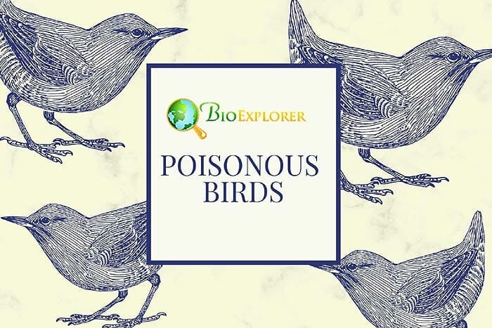www.bioexplorer.net