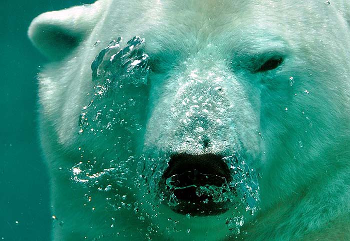 polar bear food chain polar bear food chain