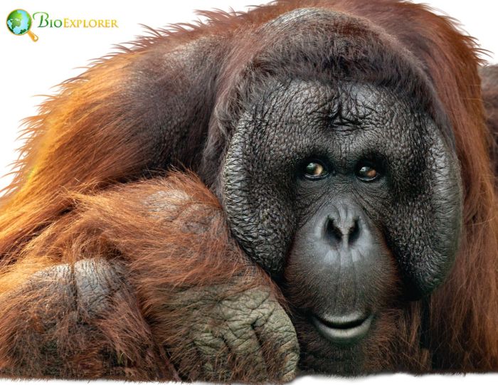 Pongo Pygmaeus Pongo Pygmaeus