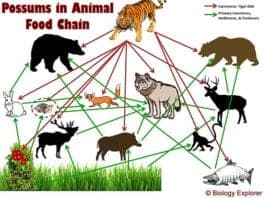 Possums Diet By Types Biology Diagrams