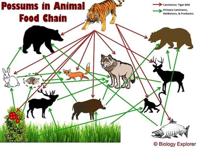 Possums Diet By Types Biology Diagrams