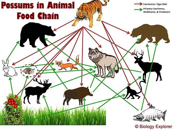 Possums in Animal Food Chain Possums in Animal Food Chain