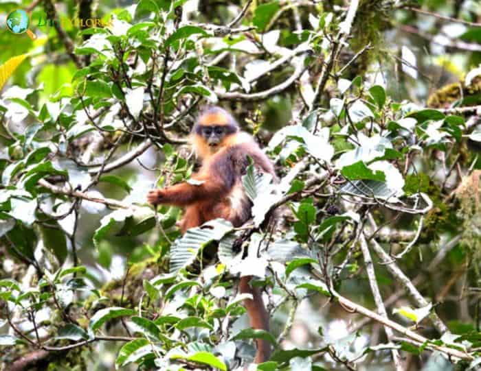 Presbytis Melalophos Presbytis Melalophos