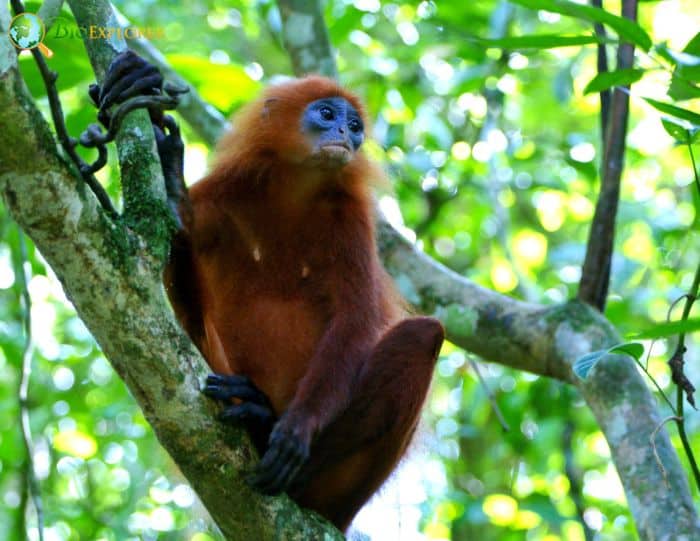Presbytis Rubicunda Presbytis Rubicunda