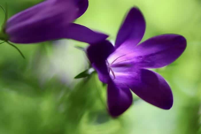 Pretty Campanula Flower