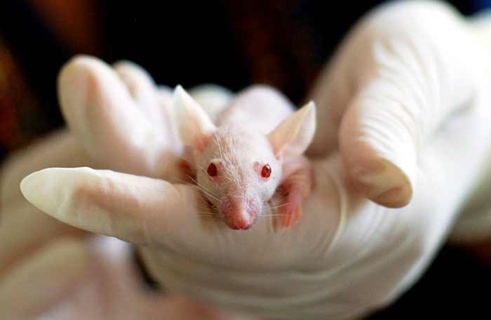 Avoid Animal Testing Avoid Animal Testing