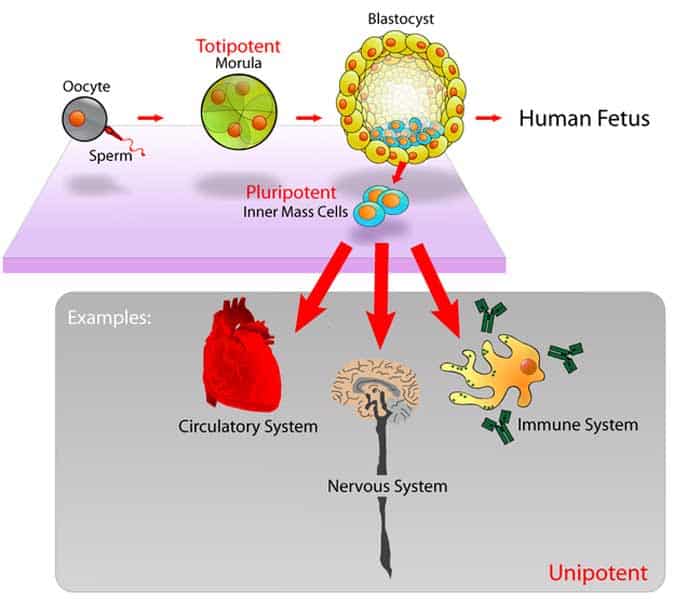 Pluripotent Stem Cell Pluripotent Stem Cell