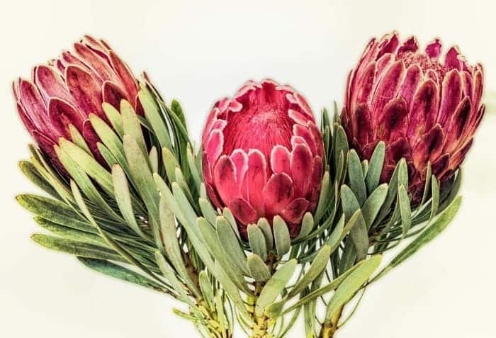 Protea Flower Cup Shaped