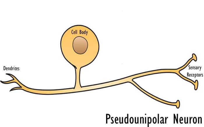 Pseudounipolar Neuron Pseudounipolar Neuron