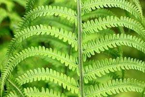 Fern Fern