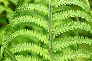 Fern