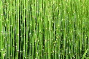 Horsetail Horsetail