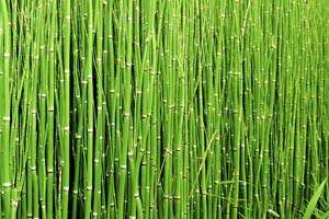 Horsetail