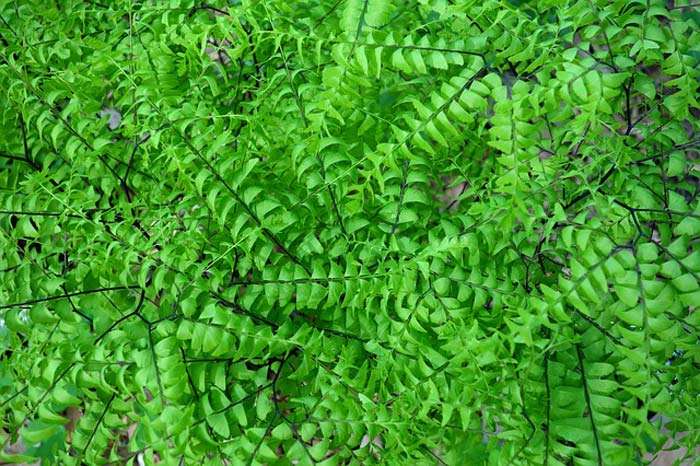 Pteridophytes Plants Pteridophytes Plants