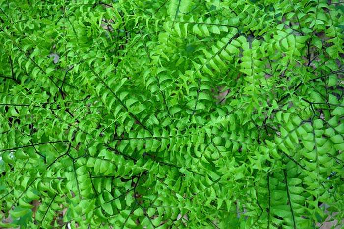 Pteridophytes Plants