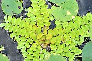 Salvinia Natans Salvinia Natans