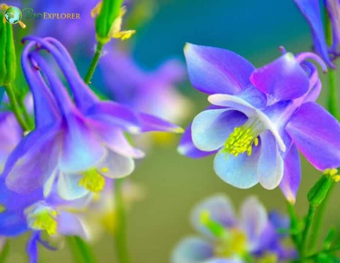 Purple Columbine Flowers