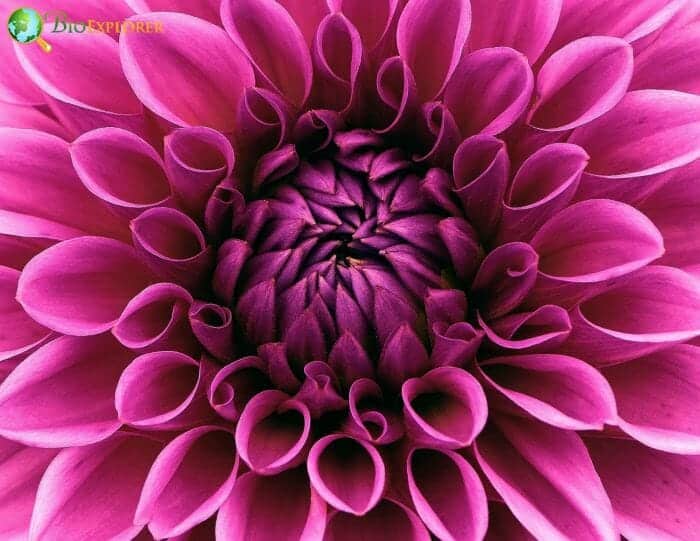 Purple Dahlia