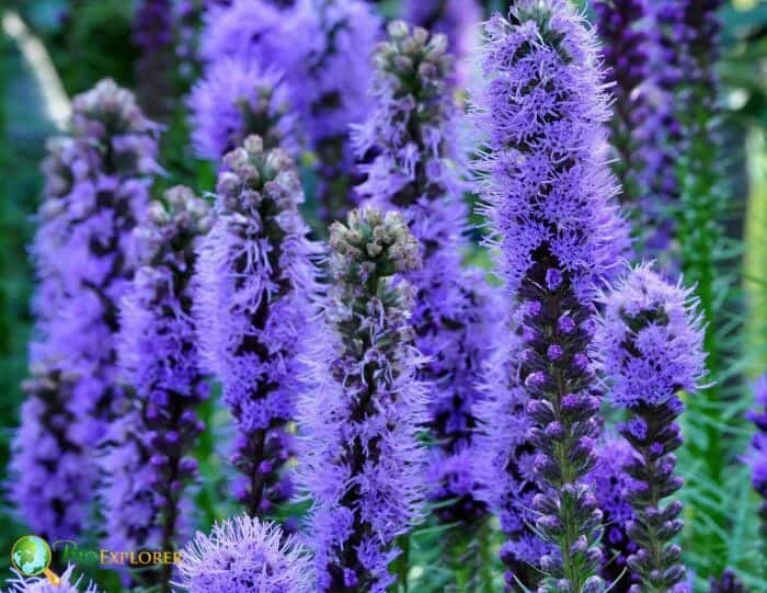 Gayfeather flower clearance