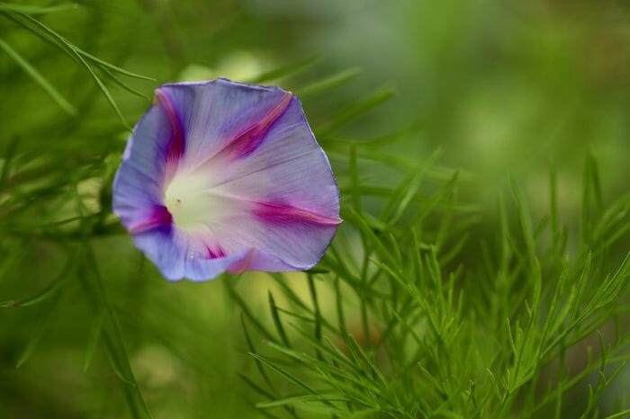 Purple Bindweed Flower