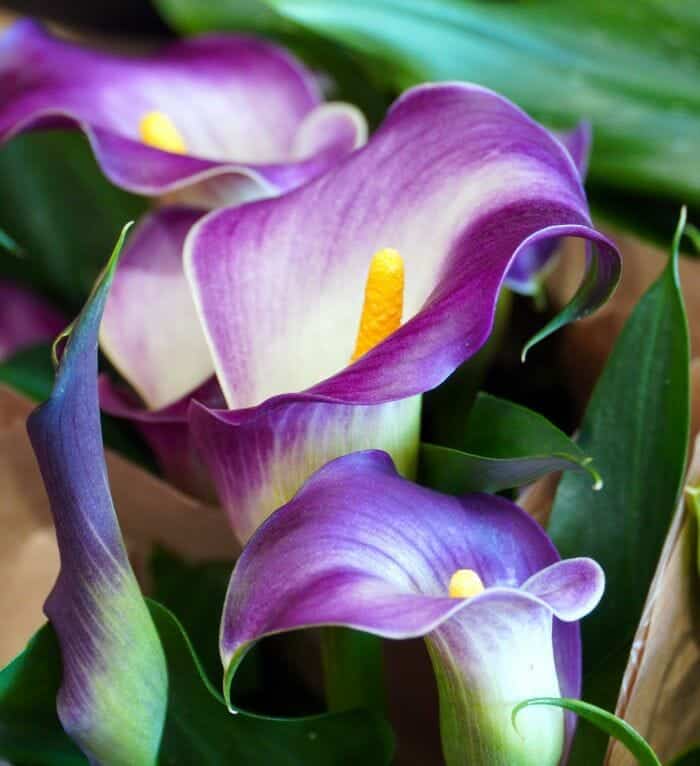 Purple Calla Lily Flower