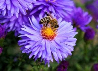 Purple Flowers