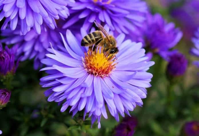 Purple Flowers