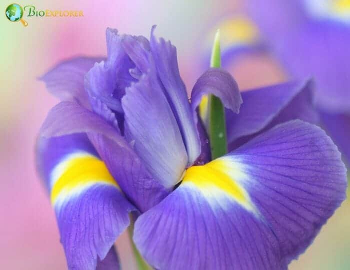 Purple Yellow Iris Spp Flower