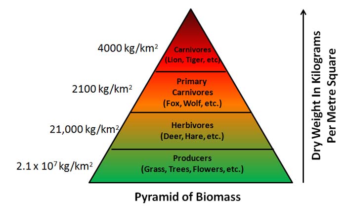 Pyramid of Biomass