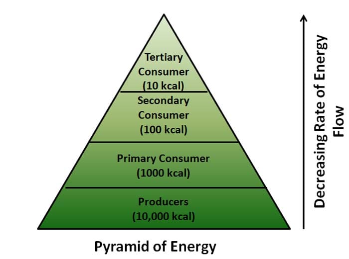 Ecosystem Pyramid Chart