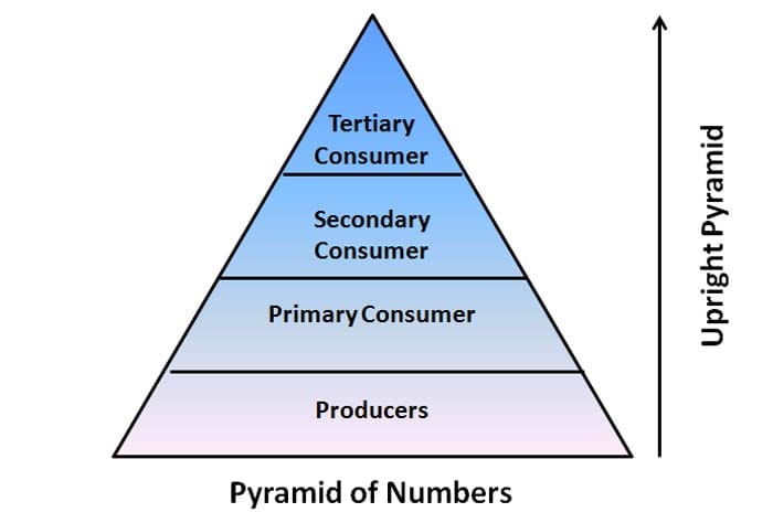 3 types of ecological pyramids