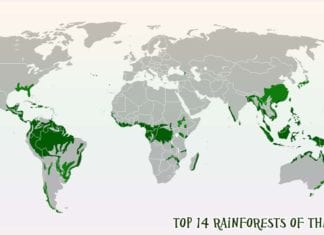 Rainforests in the world