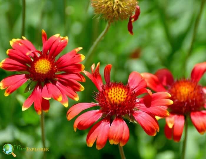 Red Gaillardia Flowers