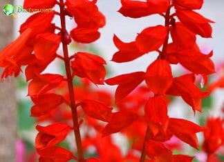 Red Cardinal Flowers (Bell-Shaped)