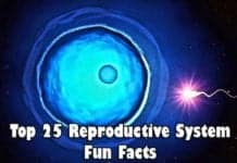 Reproductive System Fun Facts