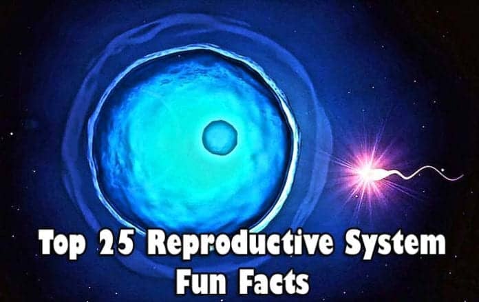 Reproductive System Fun Facts Reproductive System Fun Facts