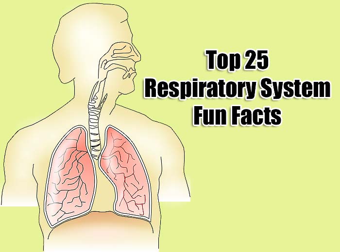 25 BEST Respiratory System Fun Facts | BioExplorer.net