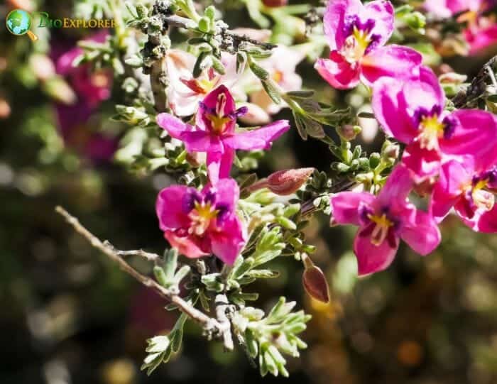 Rhatany Flowers Rhatany Flowers